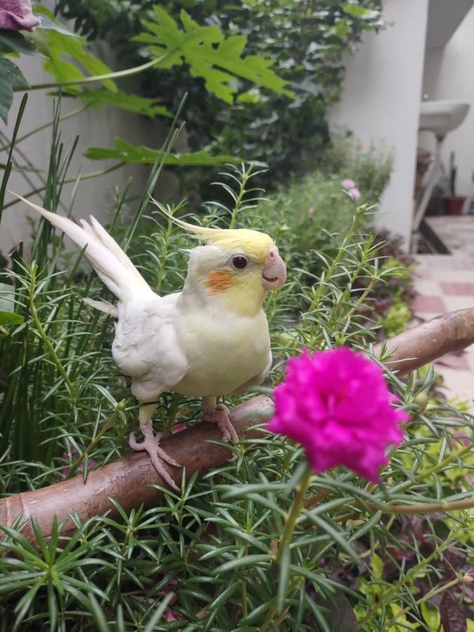 Paarijaat Homestay & Guesthouse Ayodhya エクステリア 写真